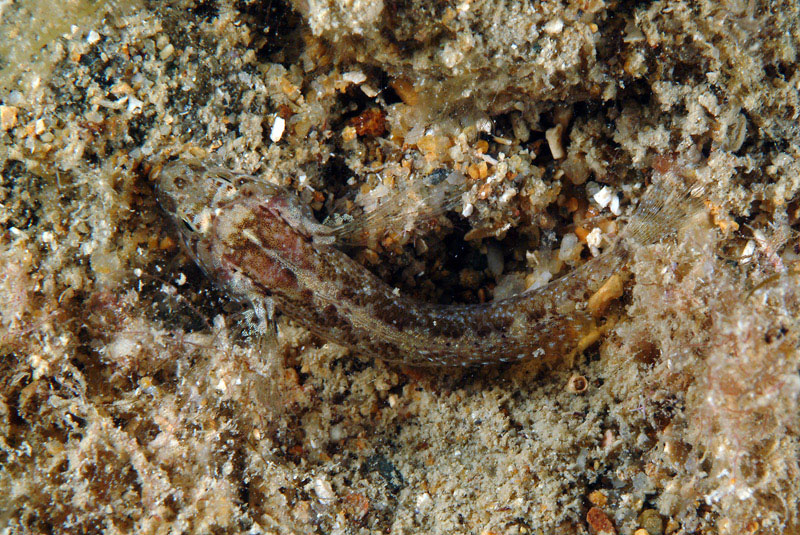 Millerigobius macrocephalus